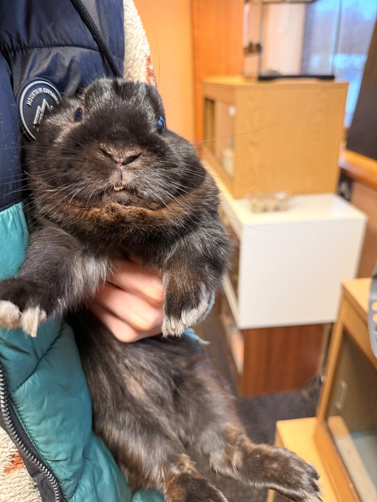 Saying Goodbye to Carnage ?